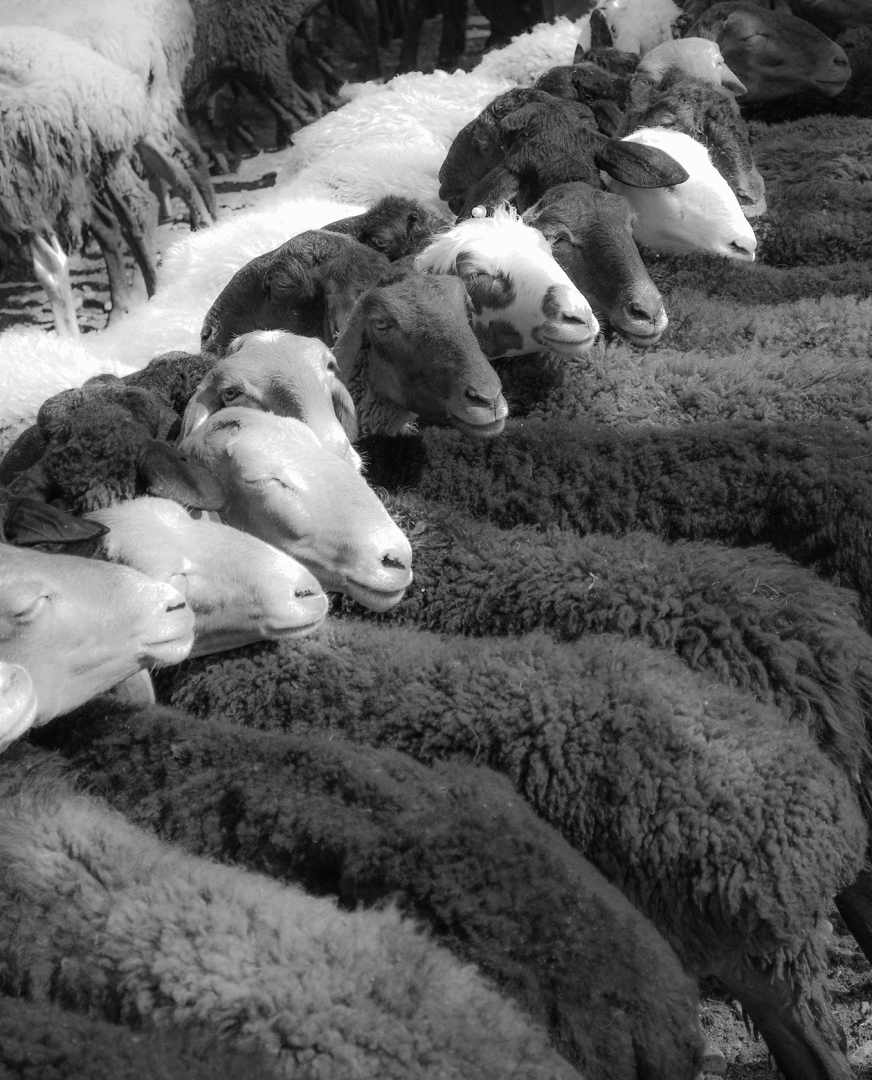 kashgar sheep market kashi xinjiang china
