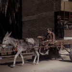 Donkey Cart