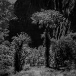 Overgrown
