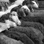 sheepheads