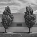 two trees